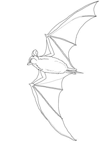 Mexican Free Tailed Bat Coloring Page